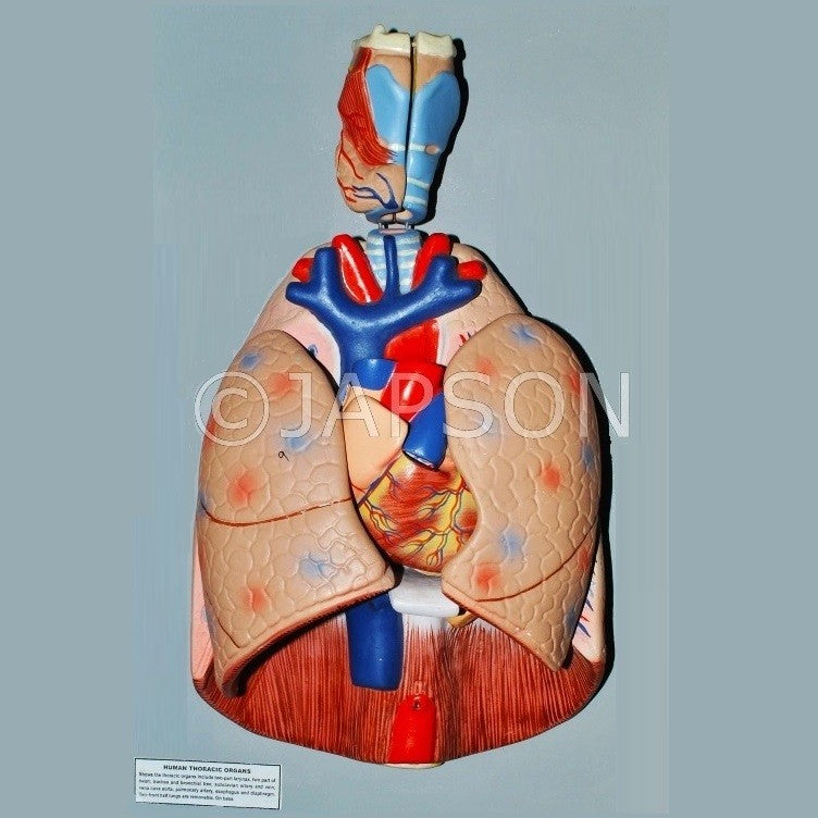 Human Thoracic Organs Model Human Thoracic Organs Model